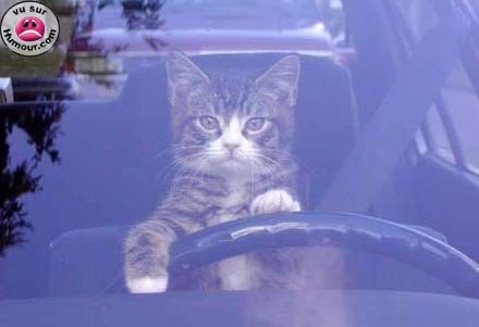 le chat qui conduit